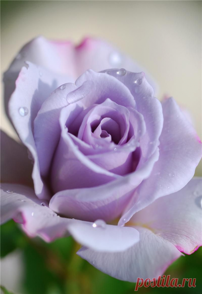 25729a8df57ft.jpg (800×1162)
