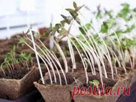 5 ошибок при выращивании рассады, которые приводят к ее перерастанию: many-news