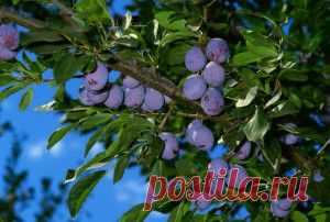 Поэтапное формирование кроны сливы | Дача - впрок