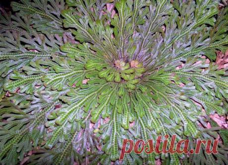 Иерихонская роза: уход и методы выращивания в домашних условиях, Селагинелла чешуелистная