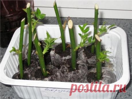 Одноклассники