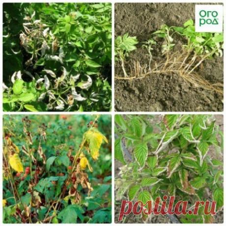 Чем обработать малину от болезней и вредителей