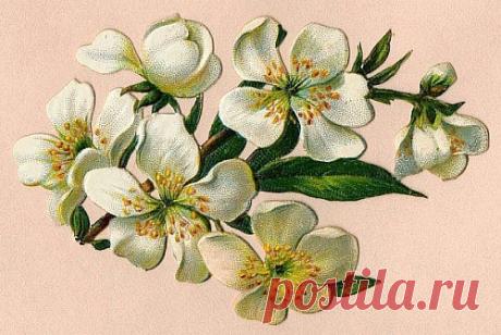 рисунки цветущих яблонь — Яндекс: нашлось 3 млн результатов