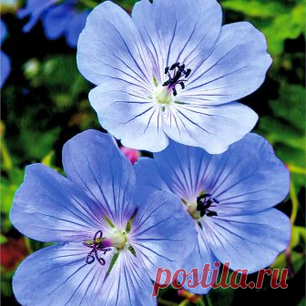Интересные факты о герани — FloweryVale.ru