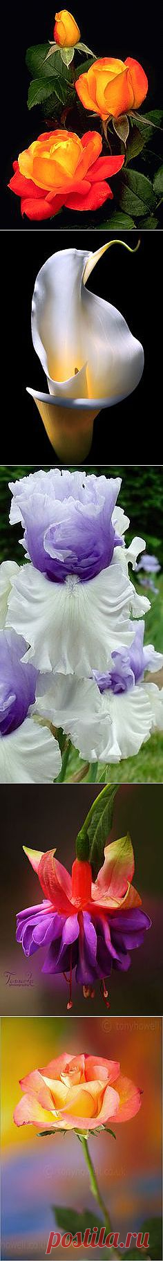 Pinterest