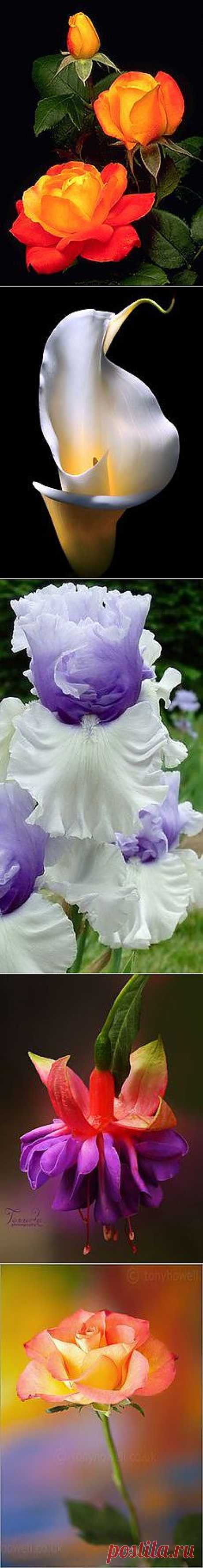 Pinterest