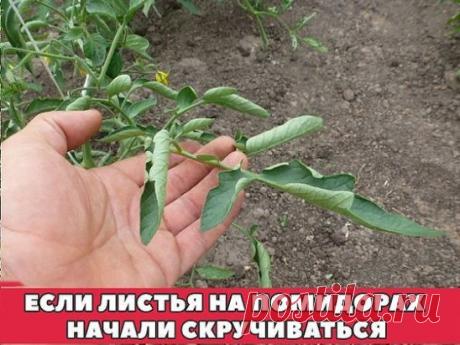 ЕСЛИ ЛИСТЬЯ НА ПОМИДОРАХ НАЧАЛИ СКРУЧИВАТЬСЯ 
Сохраните к себе на стену, чтобы не потерять! 
Причин сворачивания листьев у томатов очень много. Но по характеру скручивания можно точно угадать, чем мы не угодили высаженной рассаде. 
Крутятся кверху «лодочкой» 
Тут всего два виновника: 
1. Картофельная тля, которая сидит на стеблях и, несмотря на мелкие размеры, скручивает листву кверху. Справиться с ней сложности не составит – опрыскайте помидоры любым препаратом от колорадского жука: Танрег,