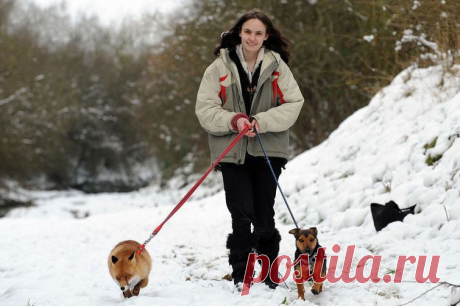 Рокси, как нарекли животное, подружилась с остальными питомцами Грюкоков и охотно с ними играет. Лисица предпочитает собачий корм сырому мясу, спит в корзине и гуляет на поводке. От дикого животного у нее осталась только внешность.