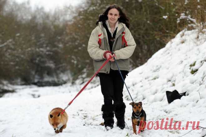 Рокси, как нарекли животное, подружилась с остальными питомцами Грюкоков и охотно с ними играет. Лисица предпочитает собачий корм сырому мясу, спит в корзине и гуляет на поводке. От дикого животного у нее осталась только внешность.