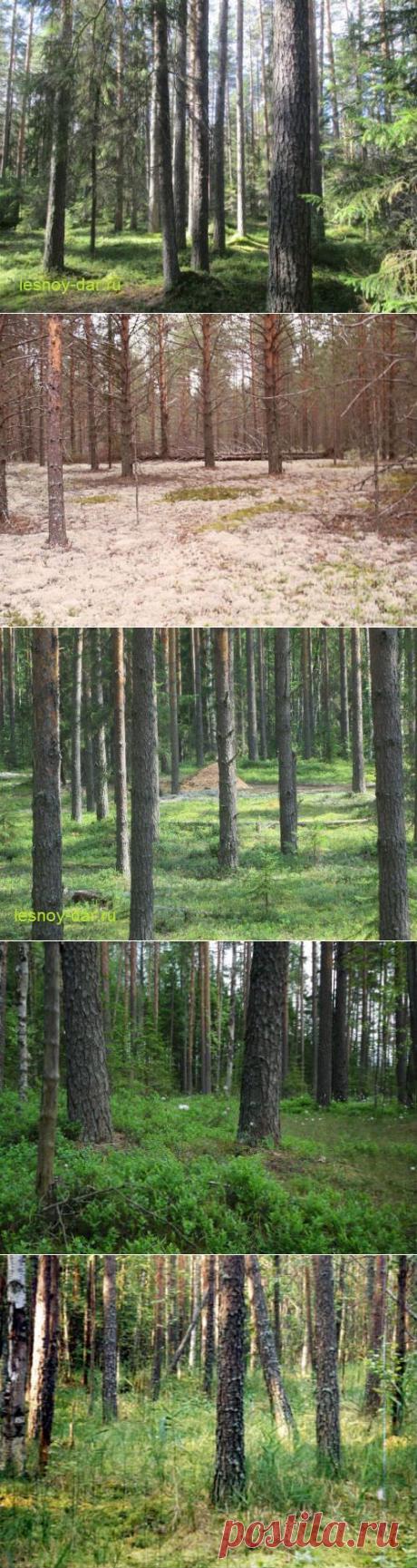 Сосновый лес как природный комплекс | Лесная кладовая