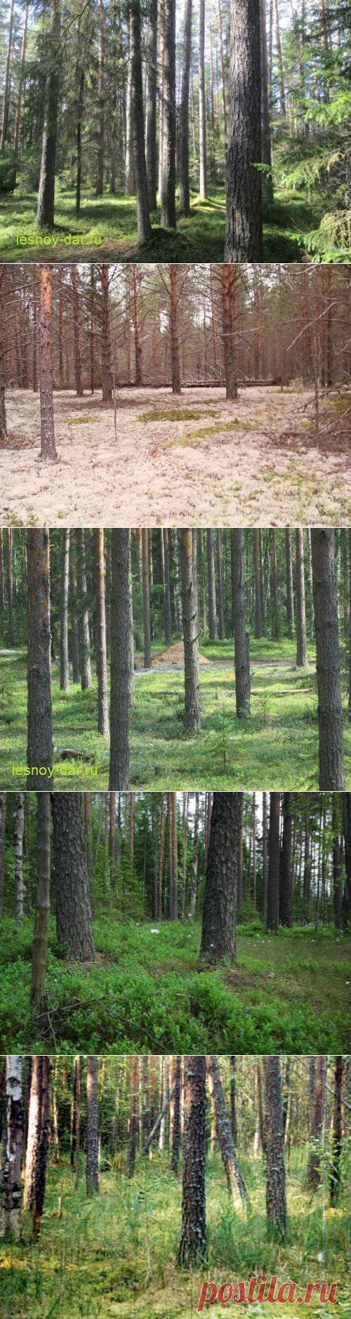 Сосновый лес как природный комплекс | Лесная кладовая