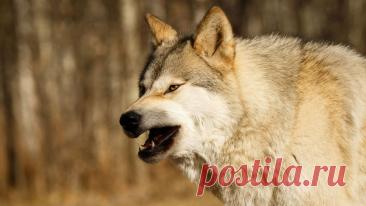 Волки утащили из дома пятилетнего мальчика и младенца, детей не спасли. В Индии два ребенка не выжили, получив серьезные травмы во время нападения волков. Об этом сообщает The New Indian Express. Оба инцидента произошли в штате Уттар-Прадеш. Первый пострадавший, пятилетний мальчик, играл возле своего дома, ...