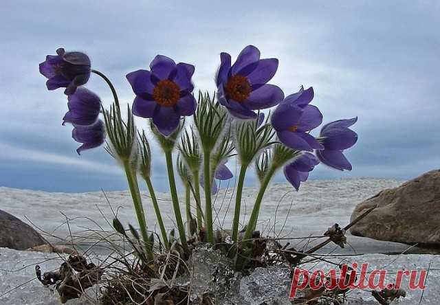 (50) Одноклассники
