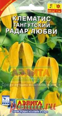 Клематис тангутский "Радар любви", многолетник
