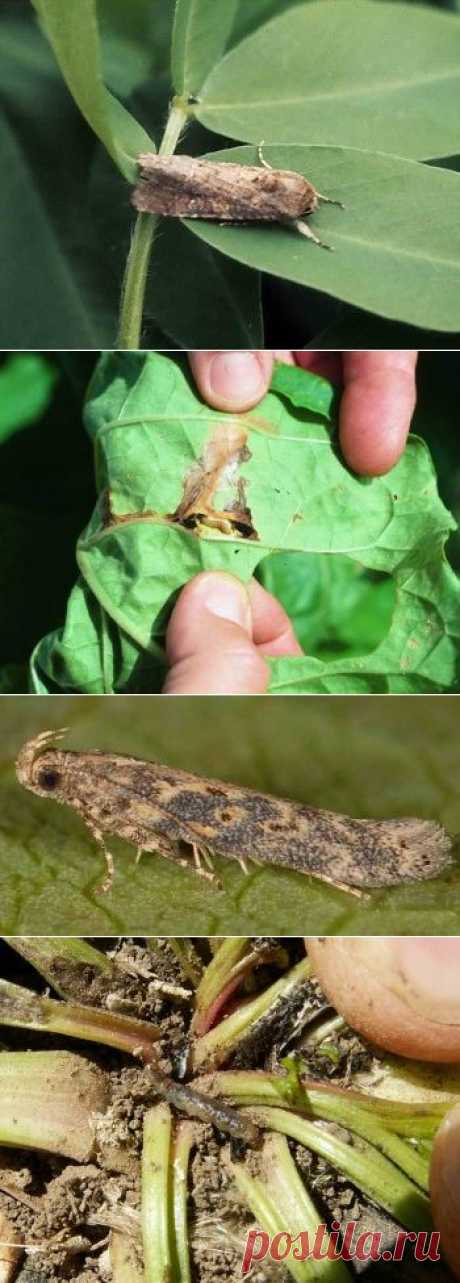 Как повреждает моль зонтичная и минирующая, меры борьбы | Дача - впрок