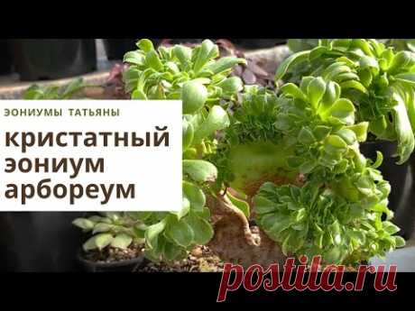 Кристатный эониум арбореум  Формирование и уход