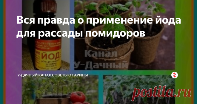 Вся правда о применение йода для рассады помидоров Полезно или нет применение йода для рассады помидор? В связи с многочисленными публикациями на данную тему, у многих огородников возникает данный вопрос. Сегодня постараемся разобраться, нужно или нет применять йод при выращивании рассады помидор.