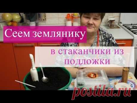 Сеем землянику в стаканчики из подложки.