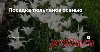 Посадка тюльпанов осенью Сложно представить весенний сад без цветущих тюльпанов. Изящные крупные цветы на тонкой ножке в окружении широких сизо-зеленых листьев смотрятся беззащитно и величаво. 
Чтобы тюльпаны каждой весной пышно цвели их рекомендуется выкапывать в середине лета, как только засохнут листья и хранить луковицы в тепле. Осенью луковицы тюльпанов сажают для цветения в новом сезоне.