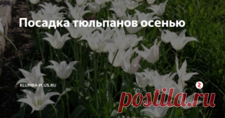Посадка тюльпанов осенью Сложно представить весенний сад без цветущих тюльпанов. Изящные крупные цветы на тонкой ножке в окружении широких сизо-зеленых листьев смотрятся беззащитно и величаво. 
Чтобы тюльпаны каждой весной пышно цвели их рекомендуется выкапывать в середине лета, как только засохнут листья и хранить луковицы в тепле. Осенью луковицы тюльпанов сажают для цветения в новом сезоне.