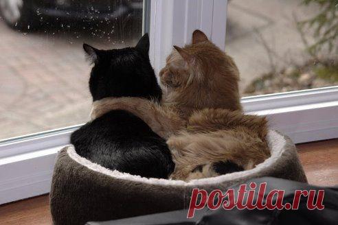 КрАсИвЫе АлЬбОмЫ-!!! – ЛАНА ШИМЧУК добавила фотографию в альбом ***ПрИкОлЫ с КоШкАмИ***-!!!(кошачий...