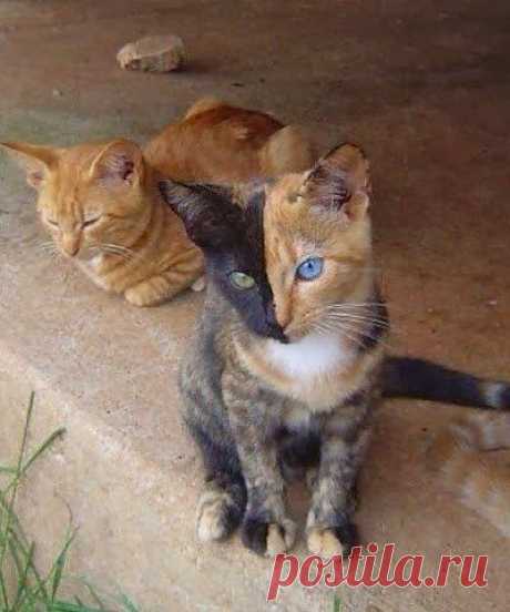 5 Допускается изображение, то вы должны увидеть, прежде чем умереть Животное Планета