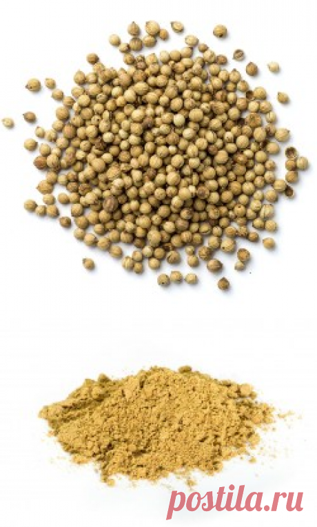 Кориандр купить в Москве | Шеф Орех