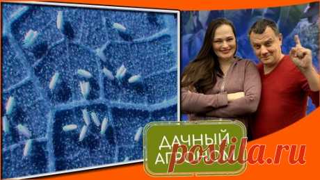 Белокрылка? Ничего не делайте, пока не посмотрите это видео! | Дачный агроном | Дзен