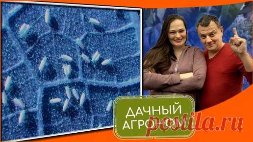 Белокрылка? Ничего не делайте, пока не посмотрите это видео! | Дачный агроном | Дзен