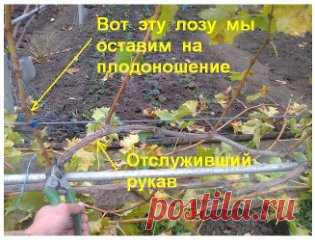 авайте попробуем разобраться - для чего нужна обрезка винограда? И доступна ли обрезка винограда начинающим? А так же как и когда правильно обрезать виноград? 
Во первых обрезка винограда – это поддержание куста в удобной для нас формировке. Виноградный куст – это лиана. Кто бы Вам что ни говорил про «кустовой» виноград – нет такого. Виноград, как любая лиана, стремится вверх, тянется повыше, стремясь занять как можно больше жизненного пространства. И как привило наиболее мощно развиваются самы