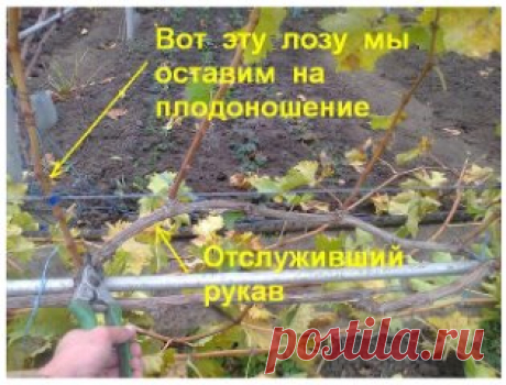 авайте попробуем разобраться - для чего нужна обрезка винограда? И доступна ли обрезка винограда начинающим? А так же как и когда правильно обрезать виноград? 
Во первых обрезка винограда – это поддержание куста в удобной для нас формировке. Виноградный куст – это лиана. Кто бы Вам что ни говорил про «кустовой» виноград – нет такого. Виноград, как любая лиана, стремится вверх, тянется повыше, стремясь занять как можно больше жизненного пространства. И как привило наиболее мощно развиваются самы