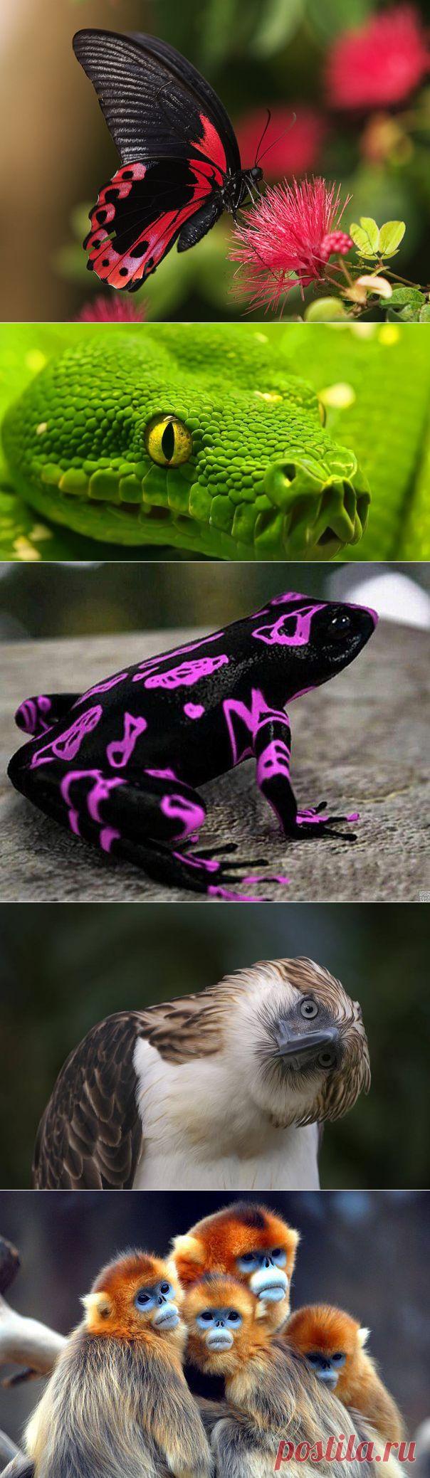 Яндекс.Фотки