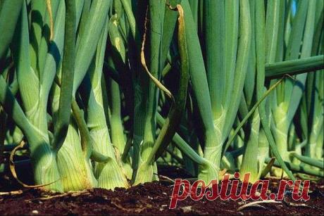 Нашатырный спирт - защитник растений!