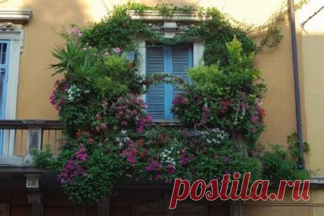 Цветы на балконе дизайн + фото СодержаниеРекомендации по планировке балконной площадиГеометрия форм и палитраПодбираем цветы с учетом солнечного освещенияСеверный оазисЮжный цветникЗатененные площадиОформление застекленного балконаВарианты емкостей для растений Традиция украшать балкон цветами пришла к нам из западноевропейской культуры. Продуманный дизайн всегда завораживает, поэтому спонтанно расставленные горшки не всегда способны достигнуть цели красиво преобразить про...