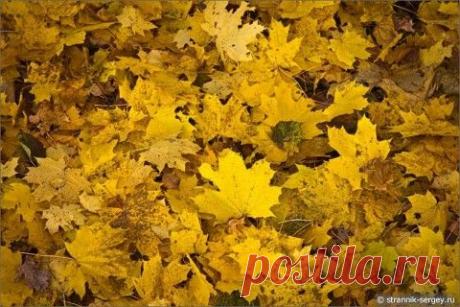Прощальный листопад