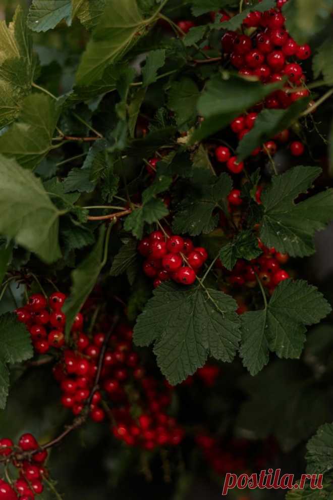 Как поправить измельчавшие кусты красной смородины - Читай и думай, Сызрань!