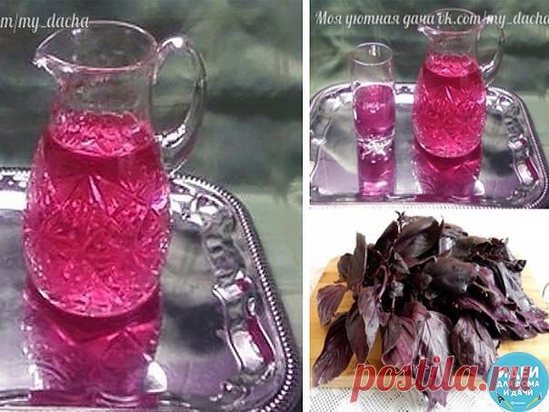 ВОСХИТИТЕЛЬНЫЙ НАПИТОК, ЛУЧШЕ ЛЮБОГО ЛИМОНАДА! 
Сохраните, чтобы не потерять! 

Ингредиенты: 
- небольшой пучок базилика 
- сахар 
- лимонная кислота 

Приготовление: 
1. Вскипятить воду (1,5 л). 
2. Бросить в кастрюлю пучок базилика. 
3. Добавить сахар (лучше немного), дать покипеть пару минут. Вода окрасится в зеленый цвет. Снять с огня и шумовкой убрать всю травку. 
4. Добавить по вкусу лимонную кислоту. Напиток приобретет сразу розовый цвет. 
5. Охладить. -