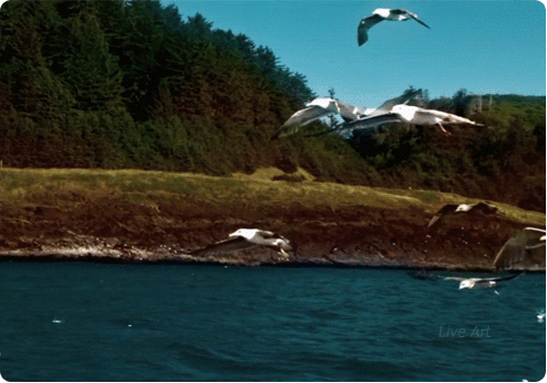 i-4531.jpg (500×350)