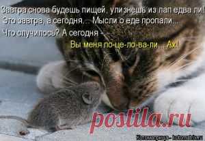 КОТОЗВЕРОМАТРИЦА.