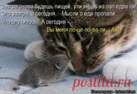 КОТОЗВЕРОМАТРИЦА.