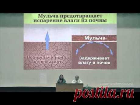 Сидераты, мульча и компания