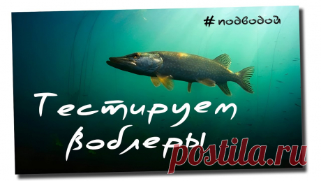 🔴 Тестируем большие воблеры на рыбалке! Подводная съемка! 🔥🔥🔥 Ловим щуку на большие воблеры на болоте! Наступила осень, и настало время больших приманок. Достал я, наконец, свою коробку с большими воблерами и отправился...