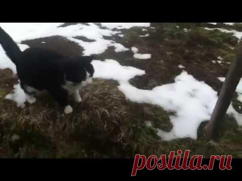 Кошка спасла туриста, заблудившегося в Альпах