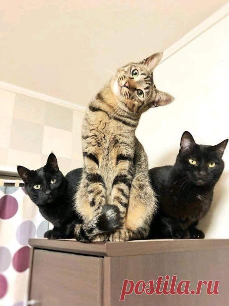 WOA Animal – Google+