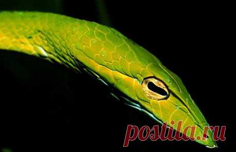 Oriental whip snake (Ahaetulla prasina) in Singapore. The keyhole shape of the pupil and the narrow snout along with the grooves front of the eye are enhancing the binocular vision of this snake which is essential in its native arboreal environment.