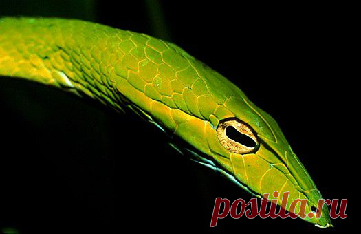 Oriental whip snake (Ahaetulla prasina) in Singapore. The keyhole shape of the pupil and the narrow snout along with the grooves front of the eye are enhancing the binocular vision of this snake which is essential in its native arboreal environment.
