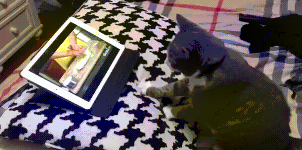 Кот-подражатель