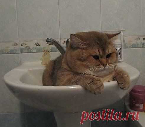 Да,  морда  знатная..........
Без кота и жизнь не та ツ
вот это котя)))))))