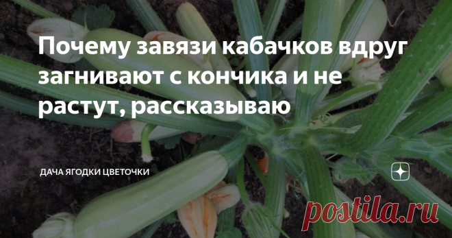 Почему завязи кабачков вдруг загнивают с кончика и не растут, рассказываю Секреты выращивания кабачков знать нужно, чтобы быстро определить причину, если что – то пойдет не так. У меня уже есть статья на канале про кабачки, так вот, многие в комментариях пишут, что кабачки выращивать легко. Выращивать кабачки может и легко, только вот бывают и сюрпризы. Нынче у меня грядка с кабачками можно сказать на целине. До этого на этом месте росла только трава лет 10, никаких тыквен...