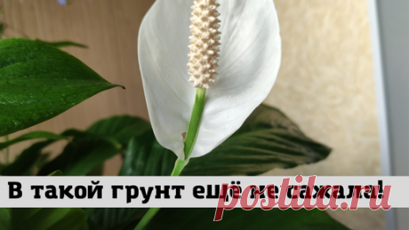 Счастье в мелочах | Посадила спатифиллум в необычный грунт, показыааю как выглядят растения